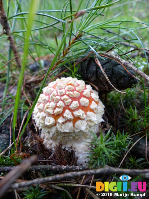 FZ020117 Fly Agaric (Amanita muscaria) mushroom